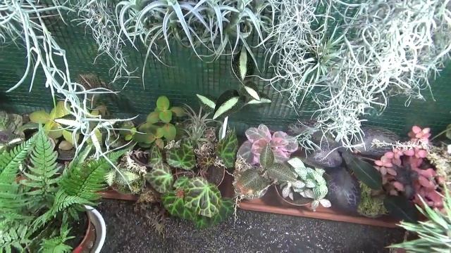 Флорариум ноябрь 2019