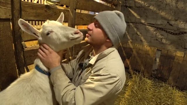 Дойка коровы, коза на сносях и милые свинки смотреть онлайн
