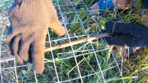 Забор переносной дёшево и  быстро. Ограждение для кур.