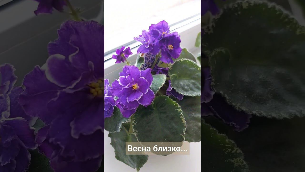 Цветёт фиалка