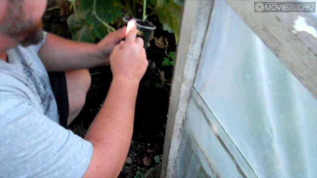 ОГУРЧИКИ В СЕНТЯБРЕ!!! смотреть онлайн