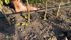 Прививка(окулировка) плодовых деревьев, лучший способ!