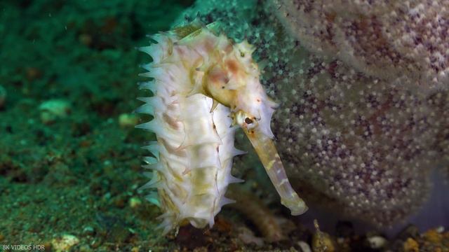 Коралловый риф 4K