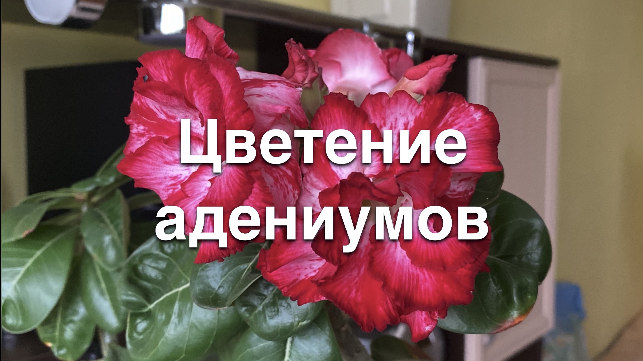 Мои адениумы потихоньку начинают зацветать один за другим. Интересно, будут ли сюрпризы?14.07.2024 г смотреть онлайн