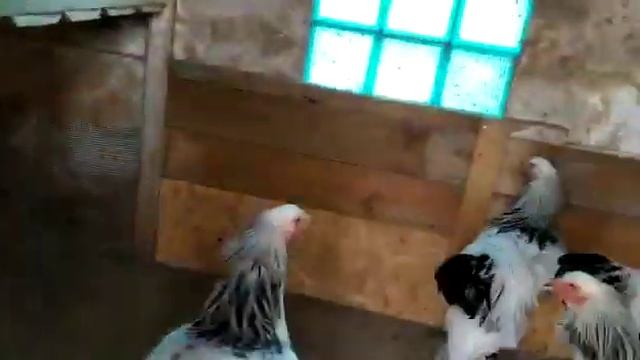 Брама светлая смотреть онлайн