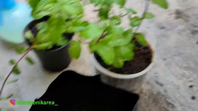 CARA MEMINDAHKAN TANAMAN DARI POLYBAG KE POT AGAR TIDAK LAYU (PALING MUDAH) смотреть онлайн
