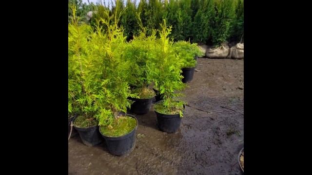 18 апреля 2023 г. Туя Брабант в горшке смотреть онлайн