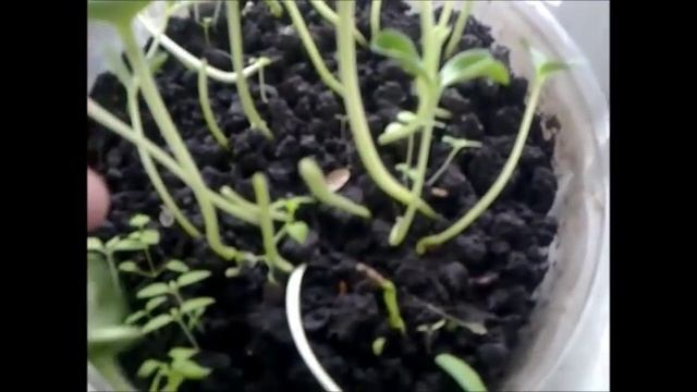 Прививки арбузов на кабачки без клипс и прищепок смотреть онлайн