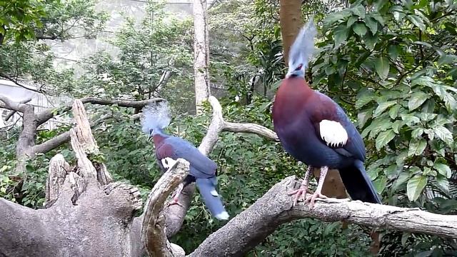 Victoria Crowned Pigeon at Hong Kong Park смотреть онлайн