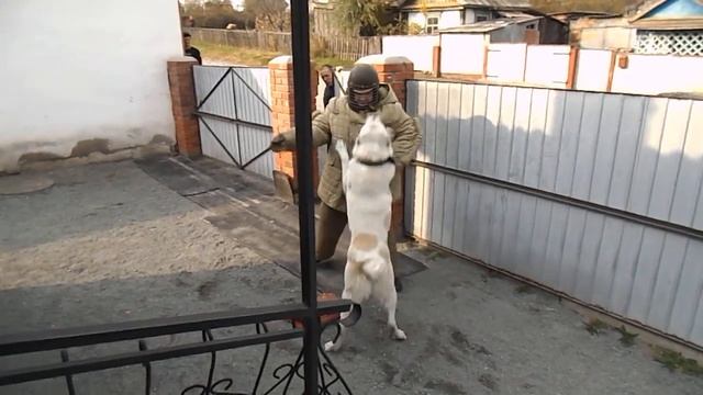 Охрана территории собакой. смотреть онлайн