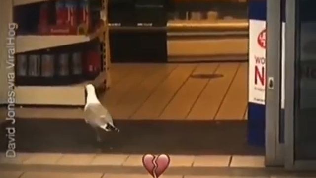 самый умный голубь в мире смотреть онлайн