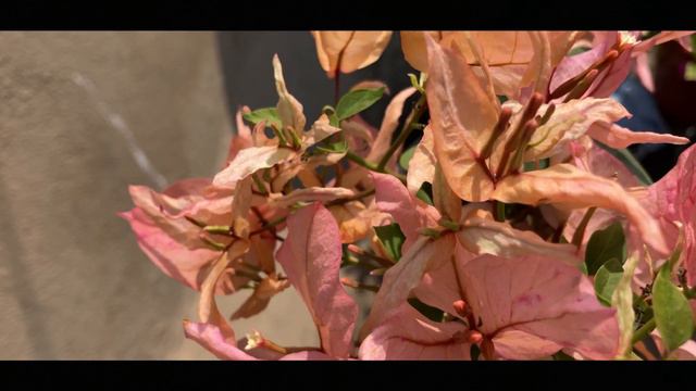 Bougainvillea- Arjuna