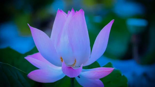 Unusual!   Relax!  Beautiful!  Nice!  Serious!       -Lotus-lotos-лотос-