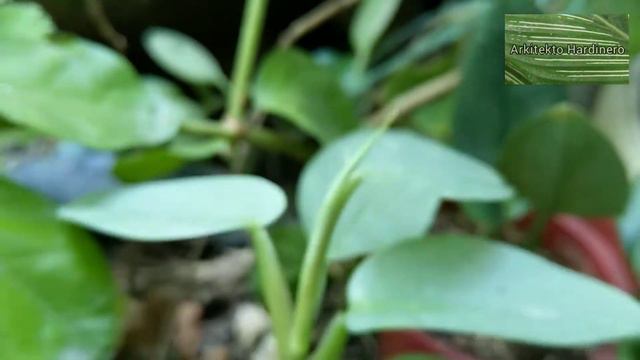 PLANT OF THE WEEK! Philodendron Hastatum 'Silver Sword' | Philodendron Hastatum Care | Philodendron