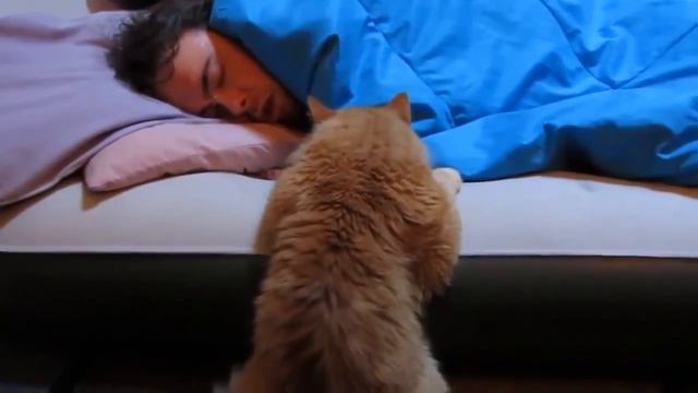 Рыжий кот ждет, когда проснётся хозяин смотреть онлайн