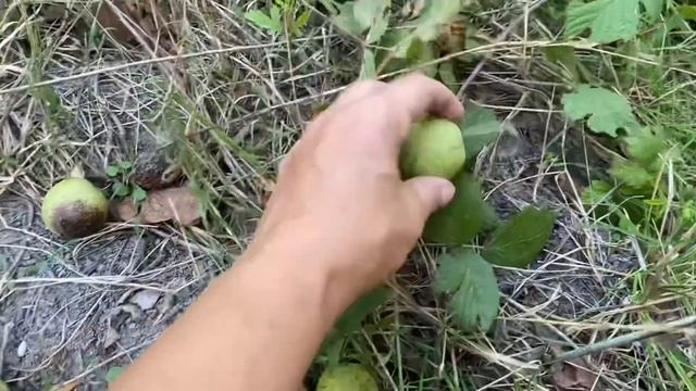 Собираем грецкий орех. Большая закупка в магните. Жизнь в станице Натухаевская.Строим дом на юге смотреть онлайн