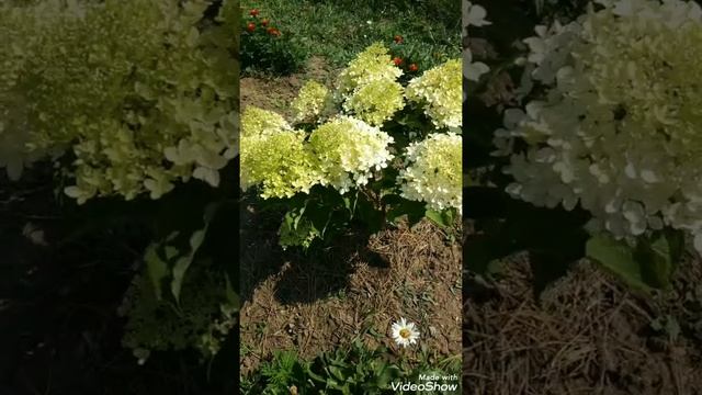 Метельчатая гортензия Канделайт. Восточный Крым. Сезон 2022г. смотреть онлайн