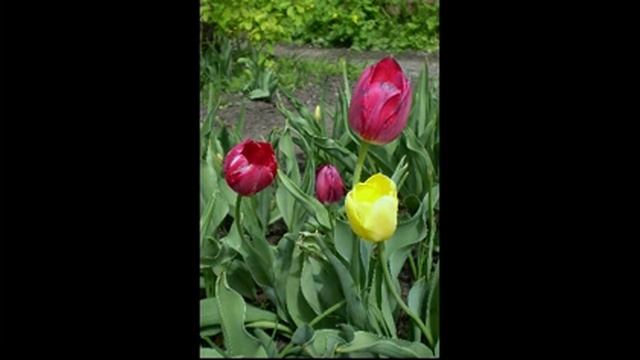 Слайд шоу Родная природа смотреть онлайн