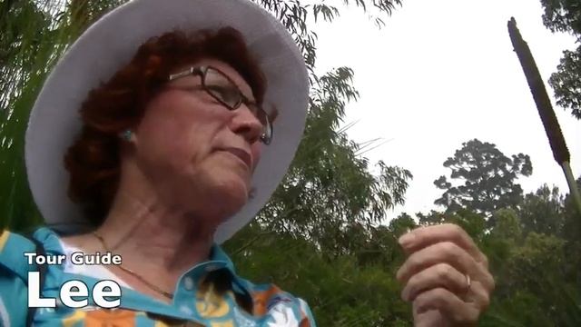 Blue Flax Lilly. - Dianella caerulea смотреть онлайн