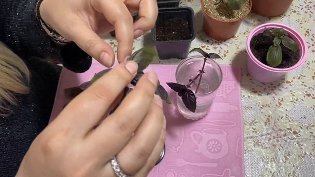 ? Эффективный способ Размножения Базилика черенками ? !!! Черенкование Базилика !!! смотреть онлайн