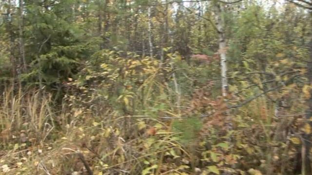 Грибной сюрприз смотреть онлайн
