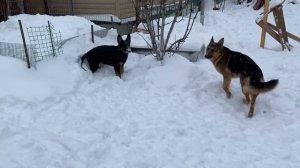 Будни немецких овчарок | Чем занимаются собаки | Немецкая овчарка и щенок