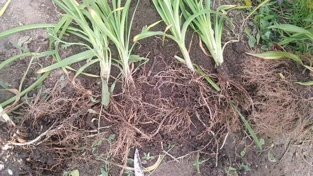 Как рассадить лилейник, только что купленный. смотреть онлайн