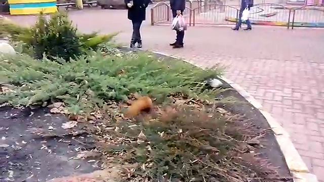 Белочка в Дендропарке Кировограда! Squirrel in Dendropark Kirovograd! смотреть онлайн