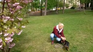 ТАКСА ^ ТАКСЫ ^ ТАКСА ? ? ? Что лучше одной ТАКСЫ? Три ТАКСЫ! Наша ТАКСА на прогулке :))