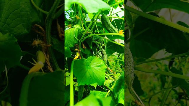 ОГО! Дары лета! Свой дом!