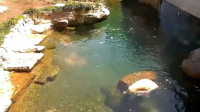 Купание в жаркую погоду #San Diego Zoo смотреть онлайн
