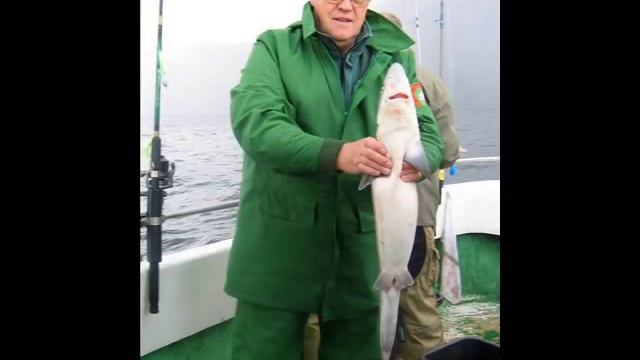 Dornhai * Squalus acanthias смотреть онлайн