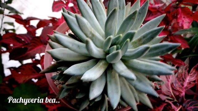 mi colección hermosa de pachyphytum, pachyverias sedeveria.(gorditas)#flowers #suculentas #echeveri смотреть онлайн
