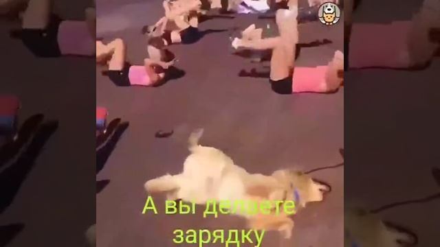 Животные делают зарядку) смотреть онлайн
