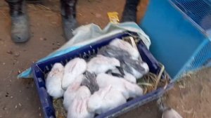 Мург Бозори Исфара Дакан Хуруз Харгушт 👍🦢