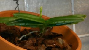 Ринхостилис как выращивать и правильно ухаживать . Также моя посадка  Rhynchostylis