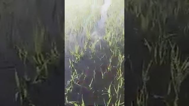 Вот это улов 200 сазанов. смотреть онлайн