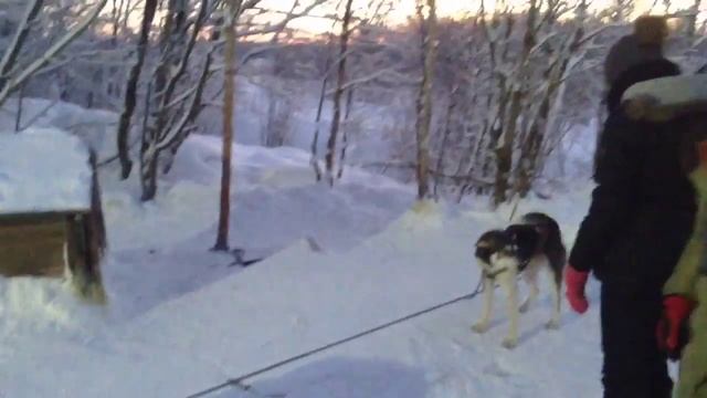 Siberian Huskies to ride and video travel company visitmurmansk.info snowmobiles in Murmansk смотреть онлайн