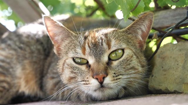 Cats 4K - Calming Cat Video TV Background with Calming Music to Reduce Stress смотреть онлайн