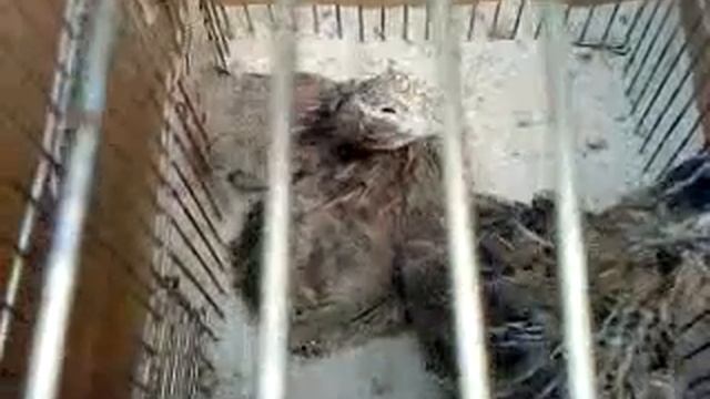 Чистим перышки смотреть онлайн