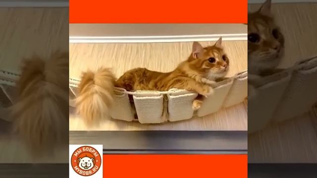 Хит продаж! Мостик "Путь ниндзя" лучшая когтеточка для кошки смотреть онлайн