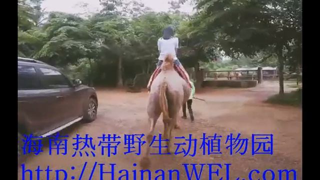 Zoo, Safari Park and Botanical Garden near Haikou, Hainan Island, China смотреть онлайн