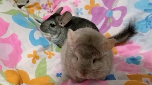 зайки мои смотреть онлайн