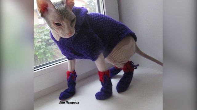 Зачем ХОЗЯЕВА ИДИОТЫ одевают собак и кошек! смотреть онлайн