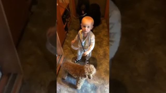 Малыш и его верные друзья 2 пуделя смотреть онлайн