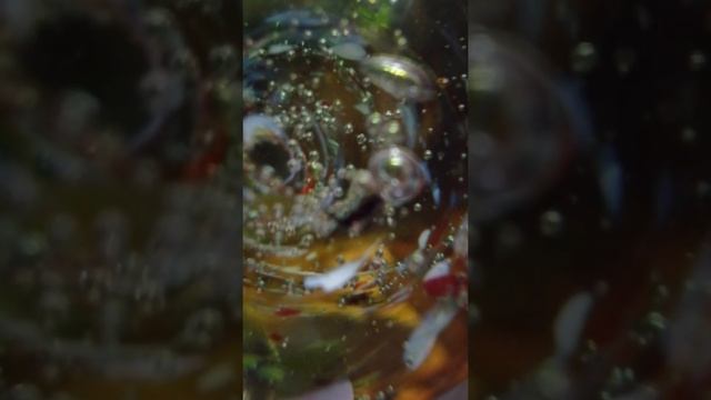 В РАЮ. МАРИНА ЦВЕТАЕВА. СТИХИ О ЛЮБВИ. ЧИТАЕТ ОЛЬГА ШУБИНА. 20.05.22021.18+ смотреть онлайн