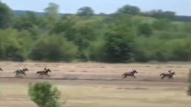 Дерби Литекс Комерс - кон номер 1 на България 2019 кобила ПРОФИТ смотреть онлайн