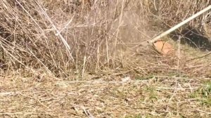 косим дерезу и сухую траву