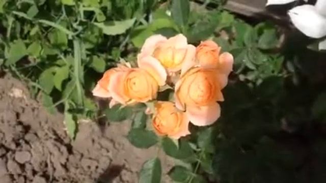 Роза " свит дрим" июнь 2014 смотреть онлайн