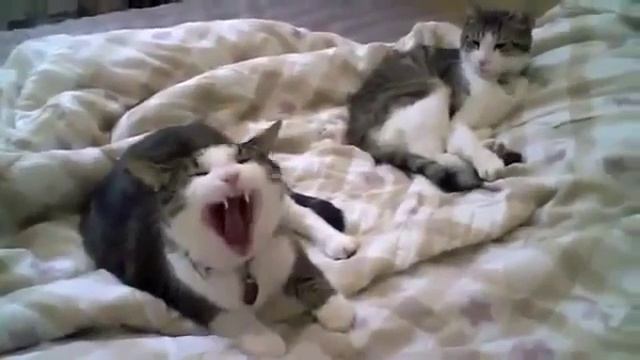 приколы орущие коты смотреть онлайн
